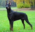 veni - Dobermann Mâle (3 ans)
