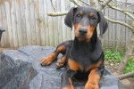 Tyson~pic 2~ - Dobermann Mâle (2 ans)