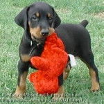 tanke con su peluche - Dobermann Mâle (3 mois)
