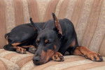 Teah - Dobermann (2 ans)