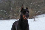 Rea - Dobermann (1 an)