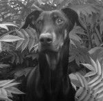 Wie Geht's - Dobermann Mâle (6 ans)