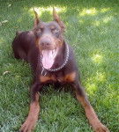 Téquilla - Dobermann (2 ans)