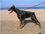 azia - Dobermann (10 ans)