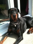 Delta - Dobermann (2 ans)