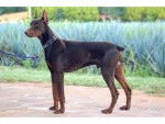 Rasty - Dobermann Mâle (3 ans)