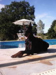 cacaouete - Dobermann (6 ans)
