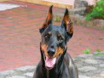 Losca, Dobermann - Dobermann