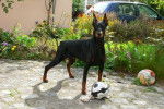 Losca : Dobermann - Dobermann