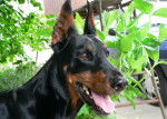 Losca : Dobermann - Dobermann