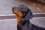 Dobermann VOXANE - Dobermann