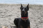 horus dobermann - Dobermann