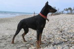 dobermann - Dobermann