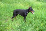 Dobermann - Dobermann