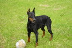 Dobermann OPHELIE - Dobermann
