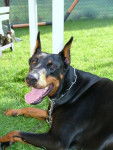 thalistess (dobermann) - Dobermann