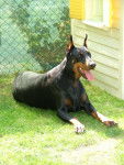 thalistess (dobermann) - Dobermann