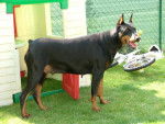 thalistess (dobermann) - Dobermann
