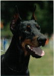 thalistess (dobermann) - Dobermann