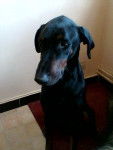 dobermann - Dobermann