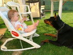 dobermann "thalis - Dobermann