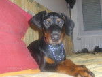 DOBERMANN PRINCE - Dobermann