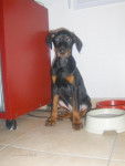 DOBERMANN - Dobermann