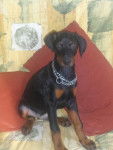 DOBERMANN - Dobermann