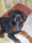 DOBERMANN PRINCE - Dobermann