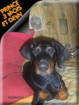 DOBERMANN PRINCE - Dobermann