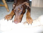 Cheyenne - Dobermann (2 ans)