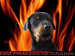 DOBERMANN SELECTION - Dobermann