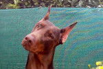 Photos de Doberman : Jazzie - Dobermann