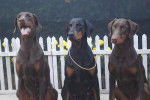 Dobermanns Manoir de la Panetière - Dobermann