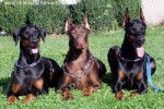 Dobermanns Manoir de la Panetière - Dobermann