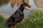 Diesel 6 ans - Dobermann (6 ans)