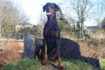 Indra pose femelle Dobermann - Dobermann