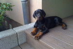 GAHIA, Dobermann 2 mois - Dobermann (2 mois)