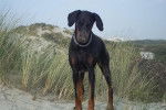 Indra dans les dunes - Dobermann