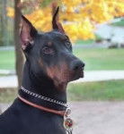 Doubi - Dobermann Mâle (4 ans)