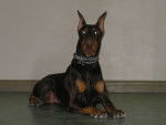 Flame - Dobermann Mâle (1 an)