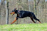 Un Dobermann qui court dans l'herbe avec une balle dans sa gueule