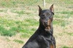 Bolvi - Dobermann Mâle (6 ans)