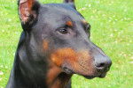 Bolvi - Dobermann Mâle (6 ans)