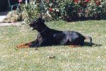 Beau gosse, non? - Dobermann