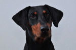 Photo Dobermann