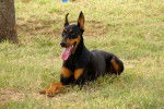 Un Dobermann allongé pendant sa promenade