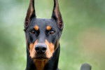 Dobermans - Dobermann Mâle