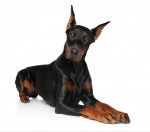 Un Dobermann en séance photo