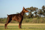 Un Dobermann marron de profil